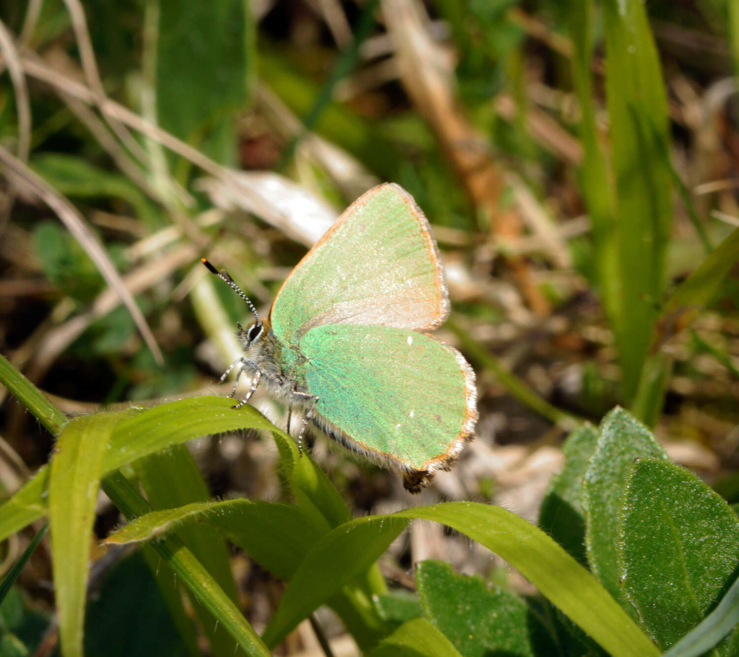 Plancia ëd Callophrys rubi (Linnaeus 1758)