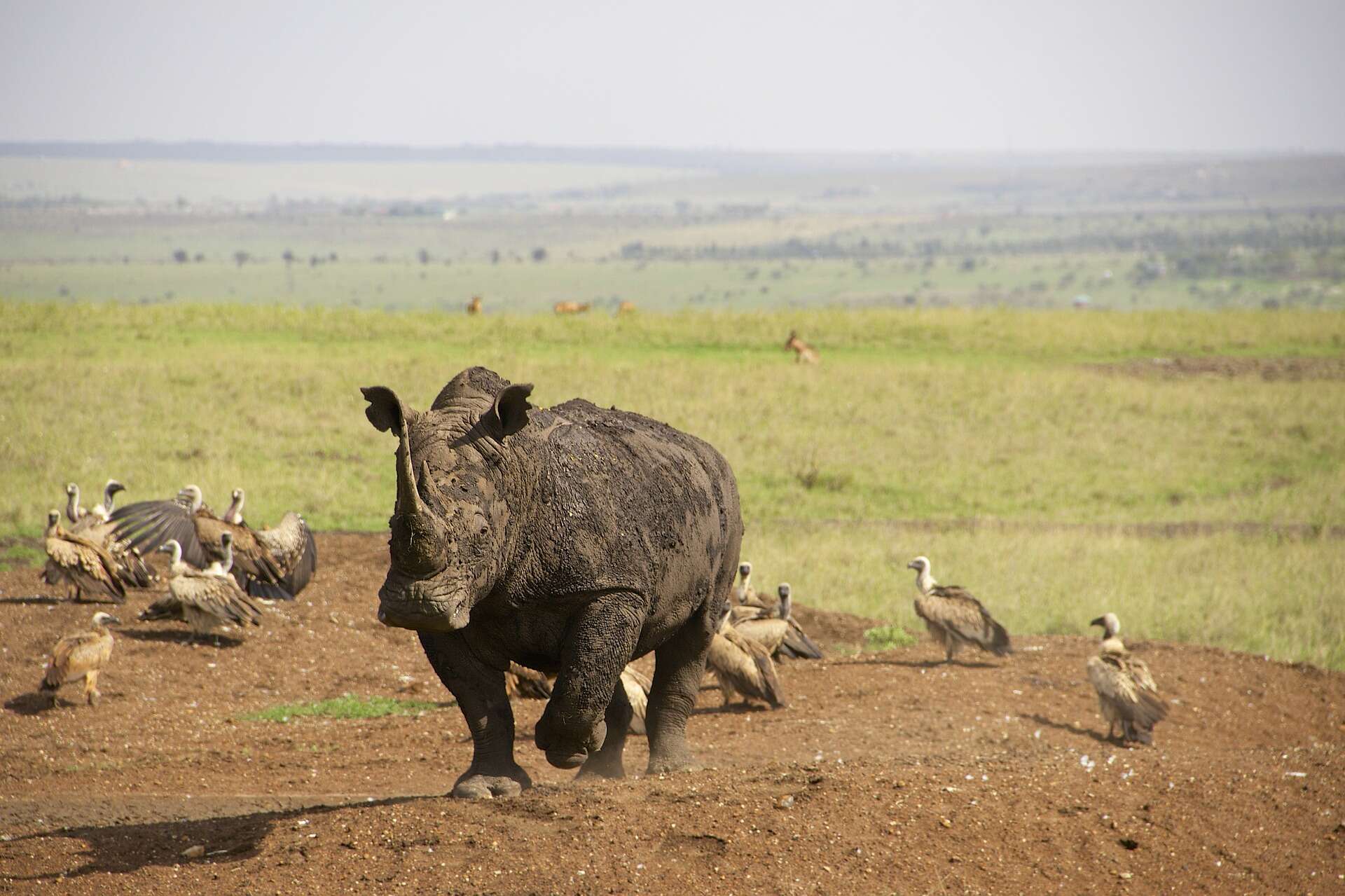 Image of Ceratotherium simum simum