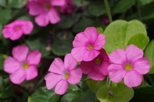 Image of pink woodsorrel