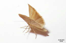 صورة Agriphila straminella