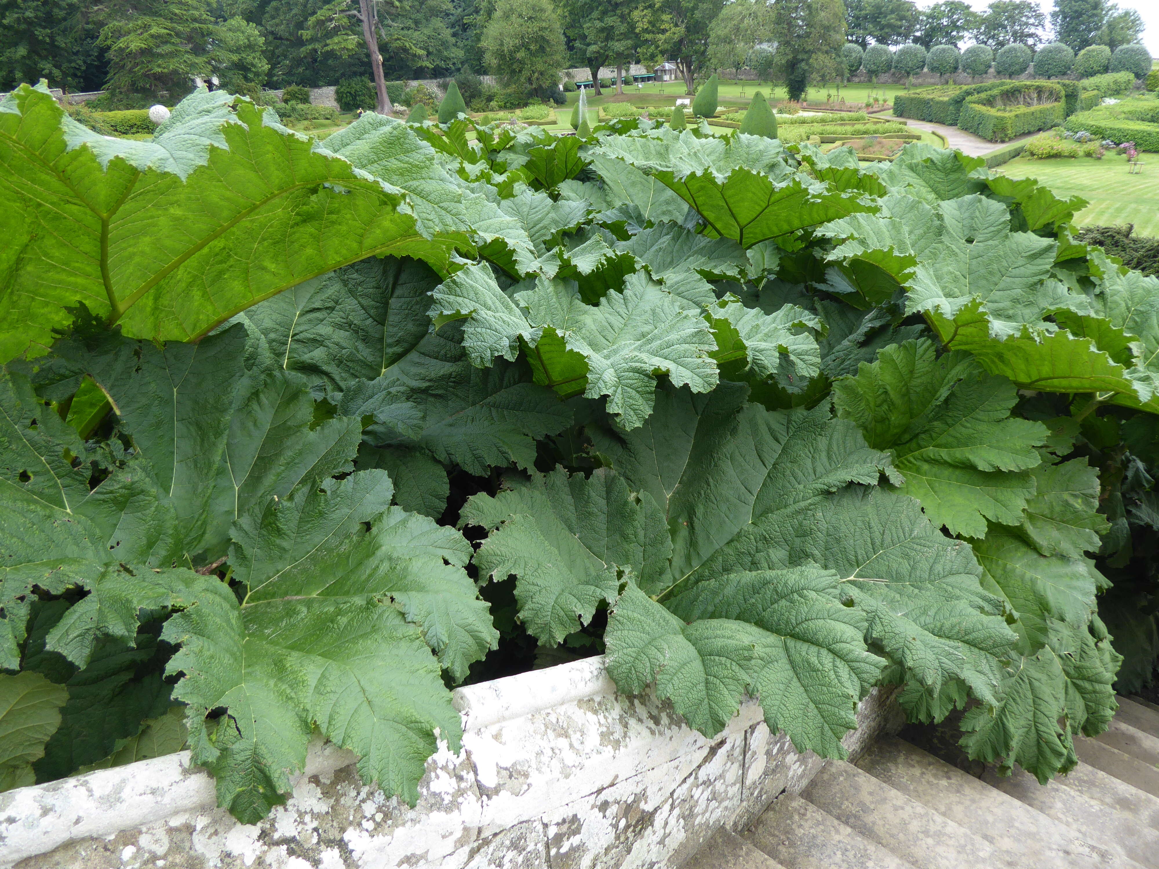 Image of giant rhubarb