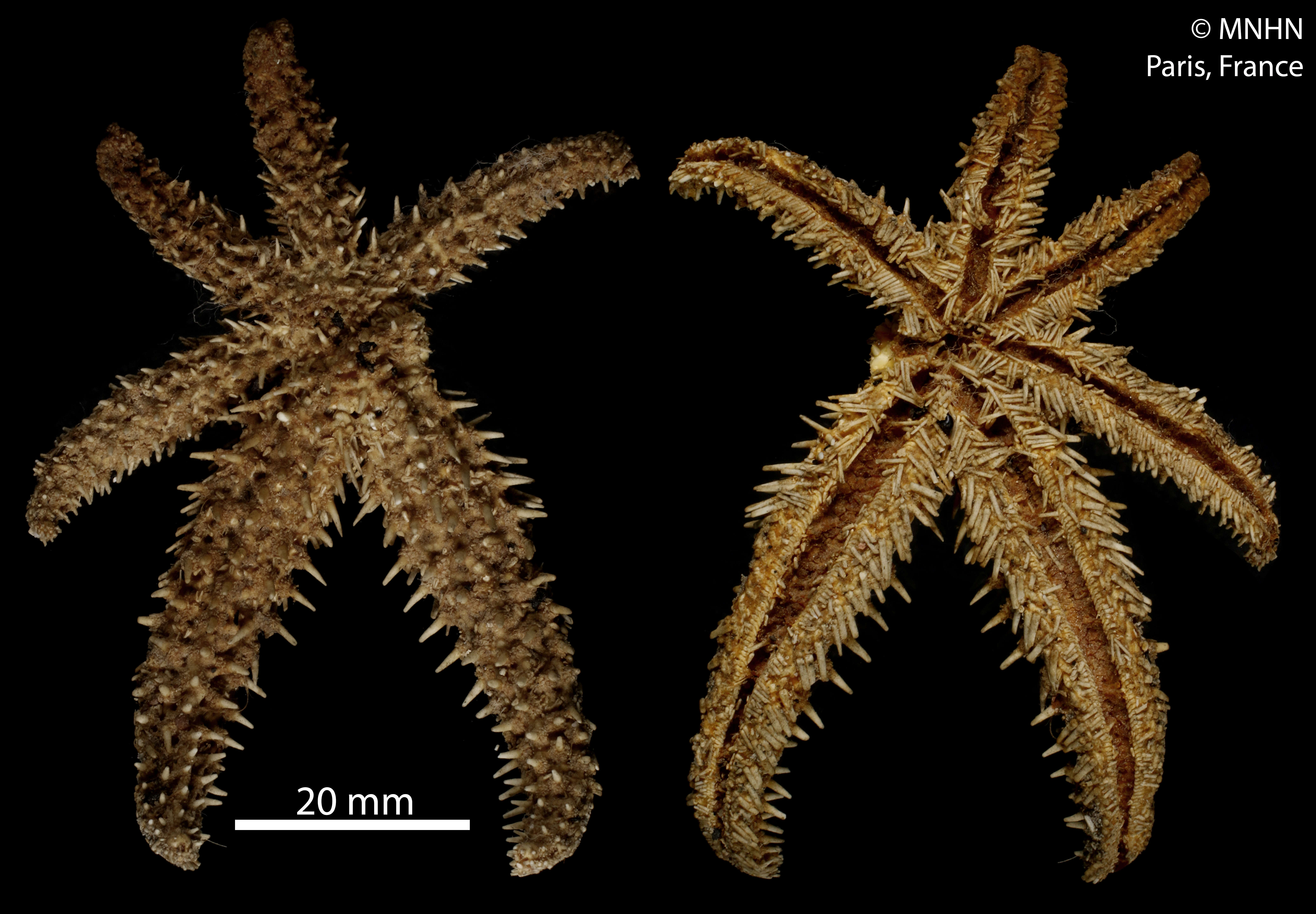 Image of white starfish