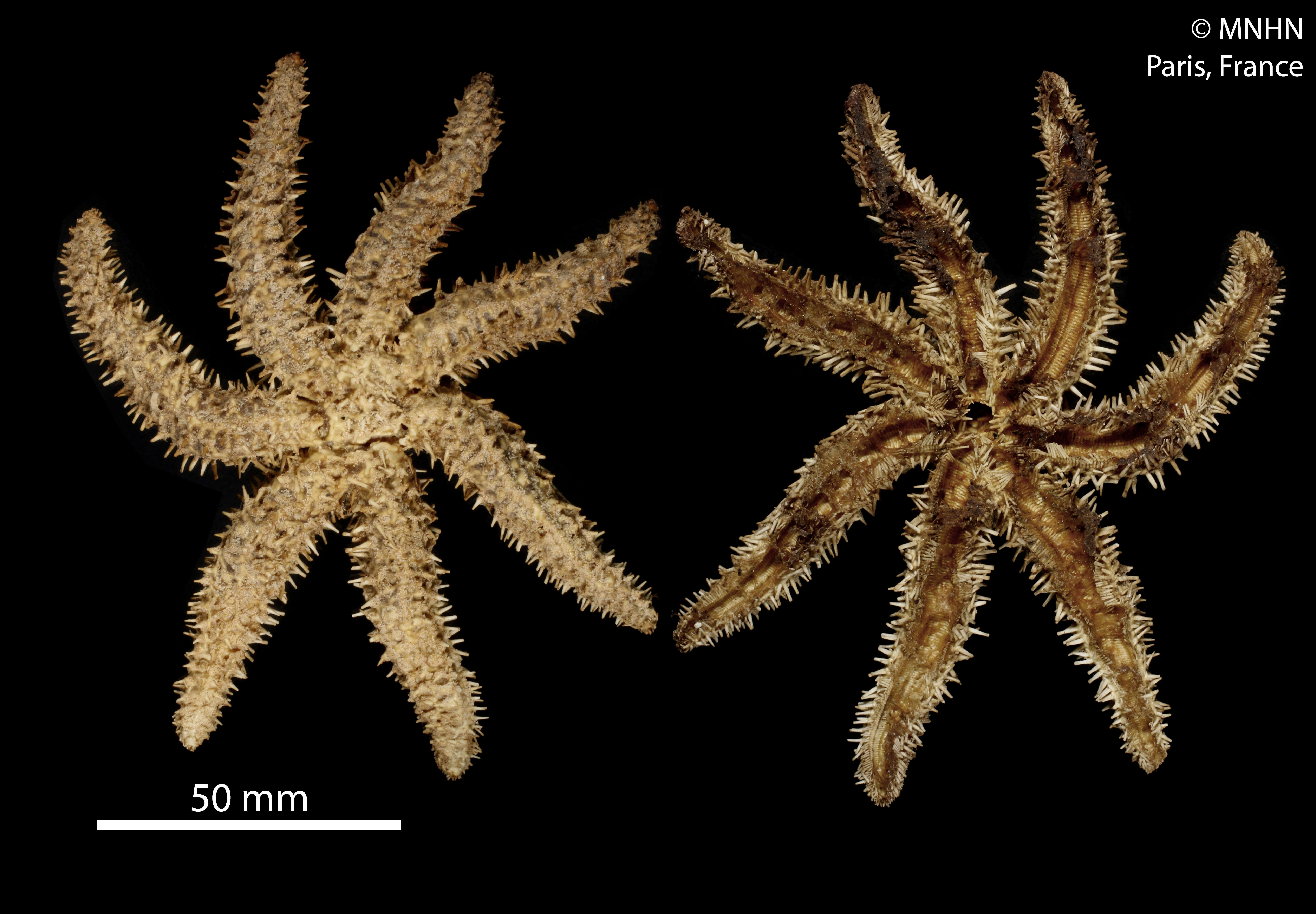 Image of white starfish