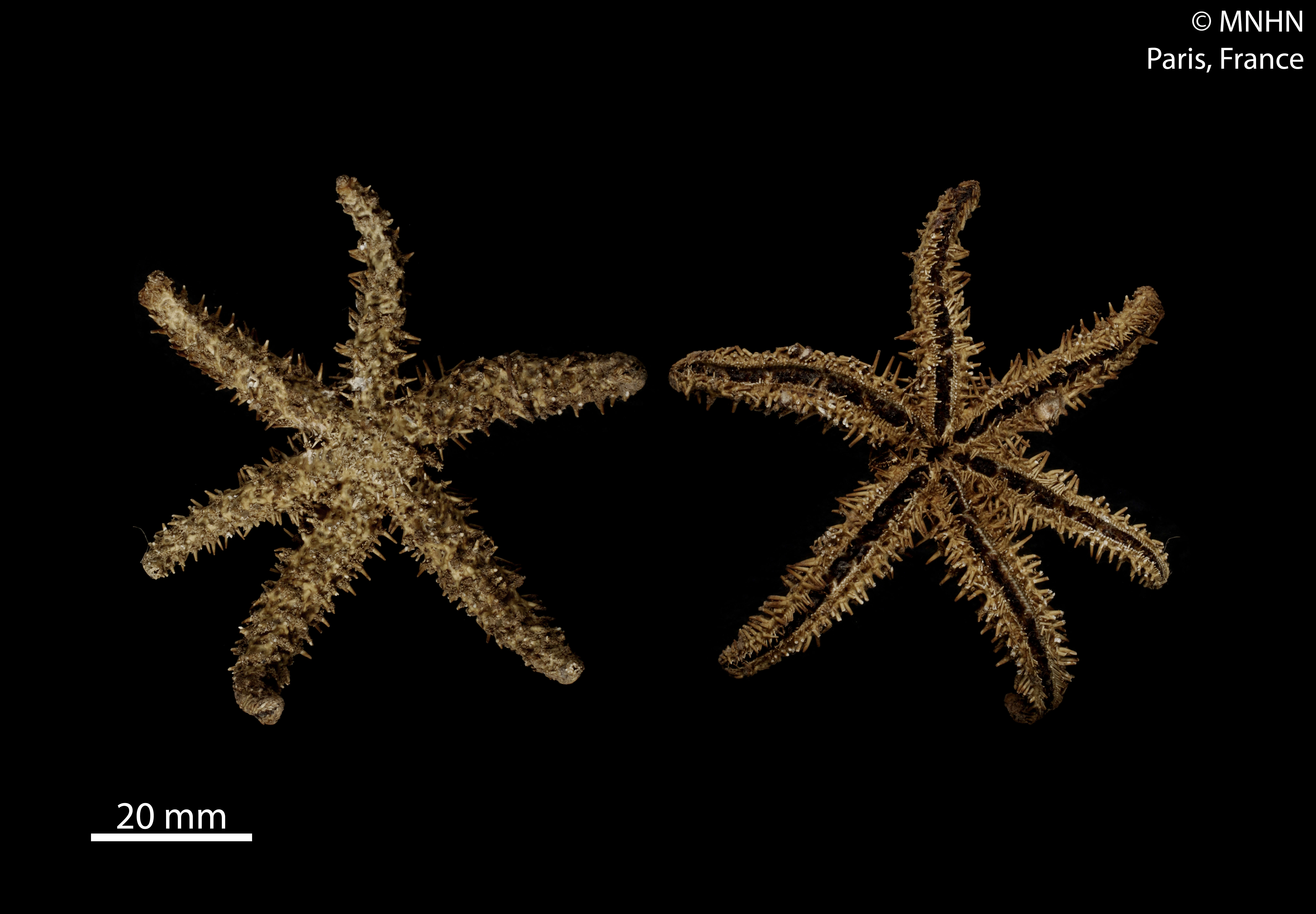 Image of white starfish