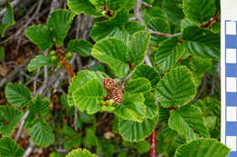 Imagem de Alnus alnobetula (Ehrh.) K. Koch