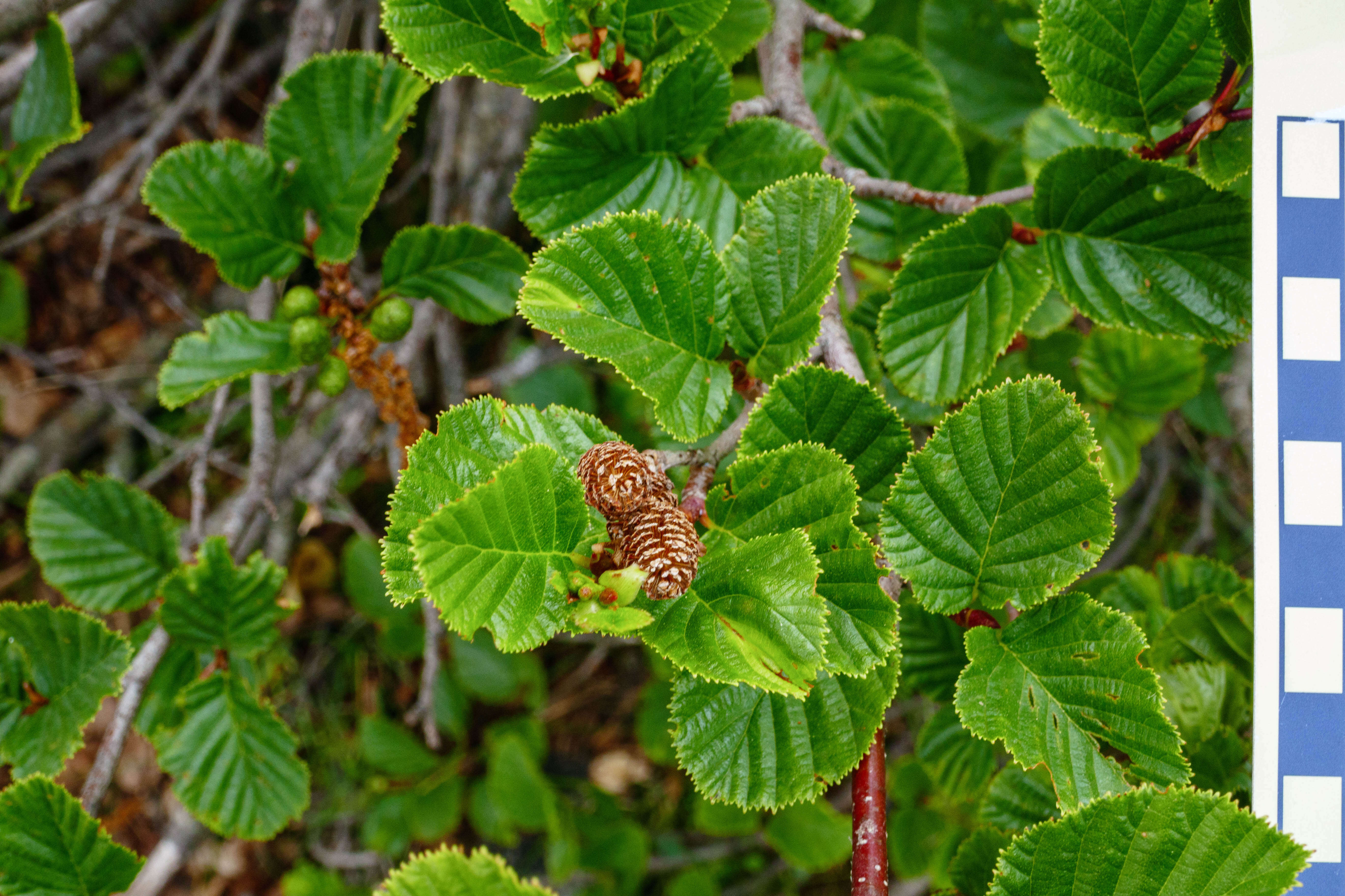 Imagem de Alnus alnobetula (Ehrh.) K. Koch