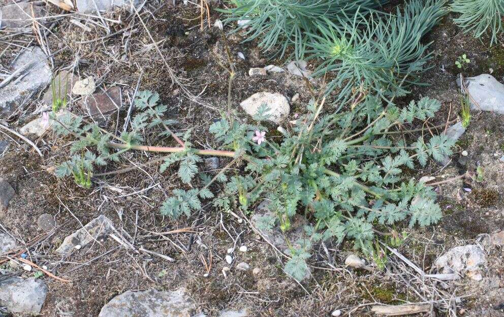 Image of Common Stork's-bill