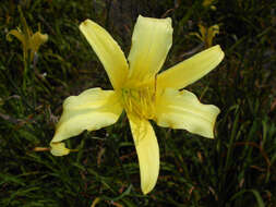 Image de Hemerocallis citrina Baroni