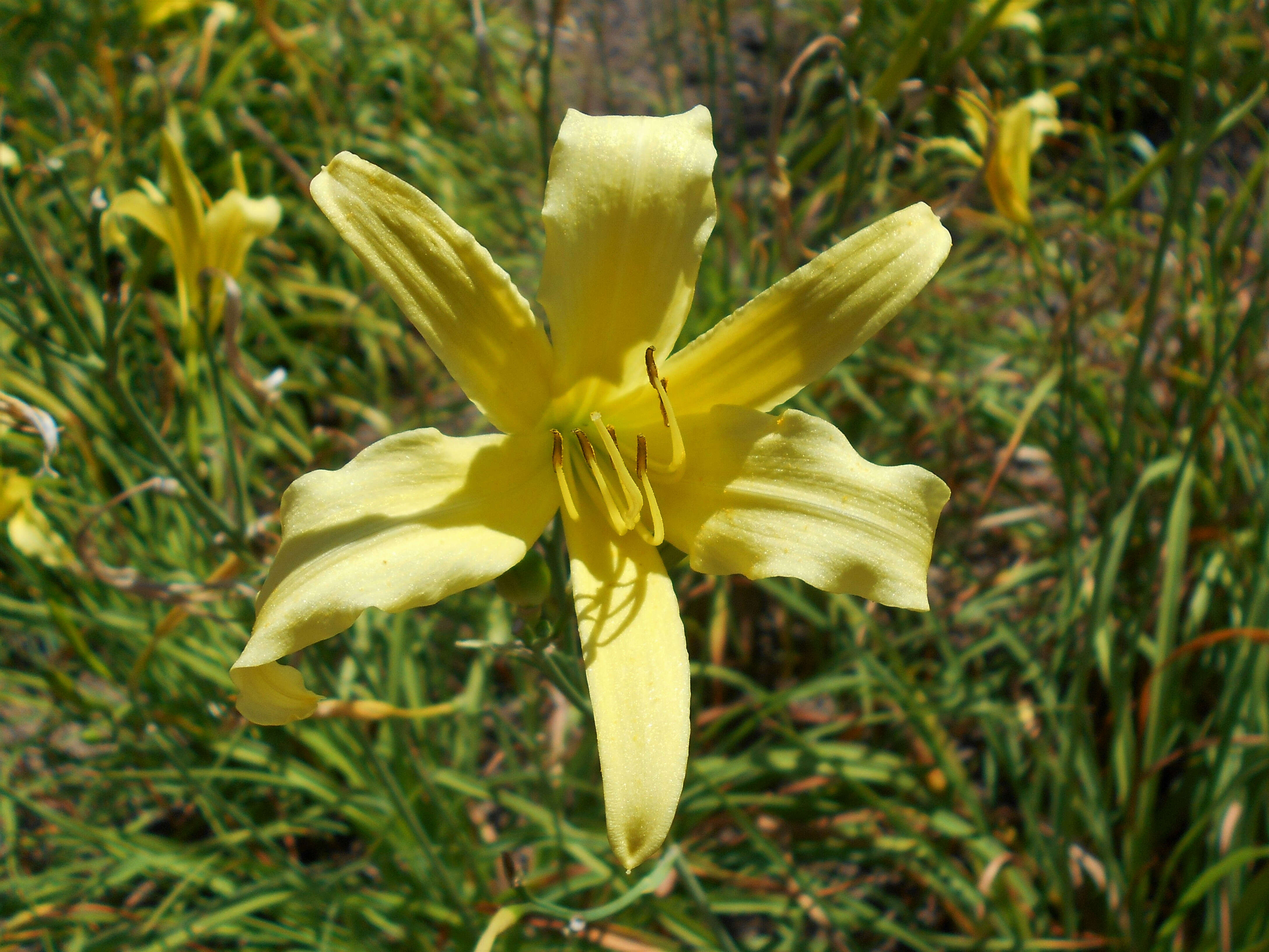 Image de Hemerocallis citrina Baroni