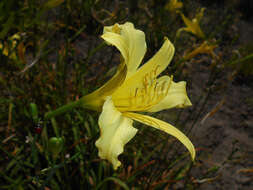 Image de Hemerocallis citrina Baroni