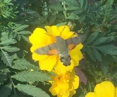 Image of dusky hawk-moth