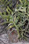 Image of Banksia chamaephyton A. S. George