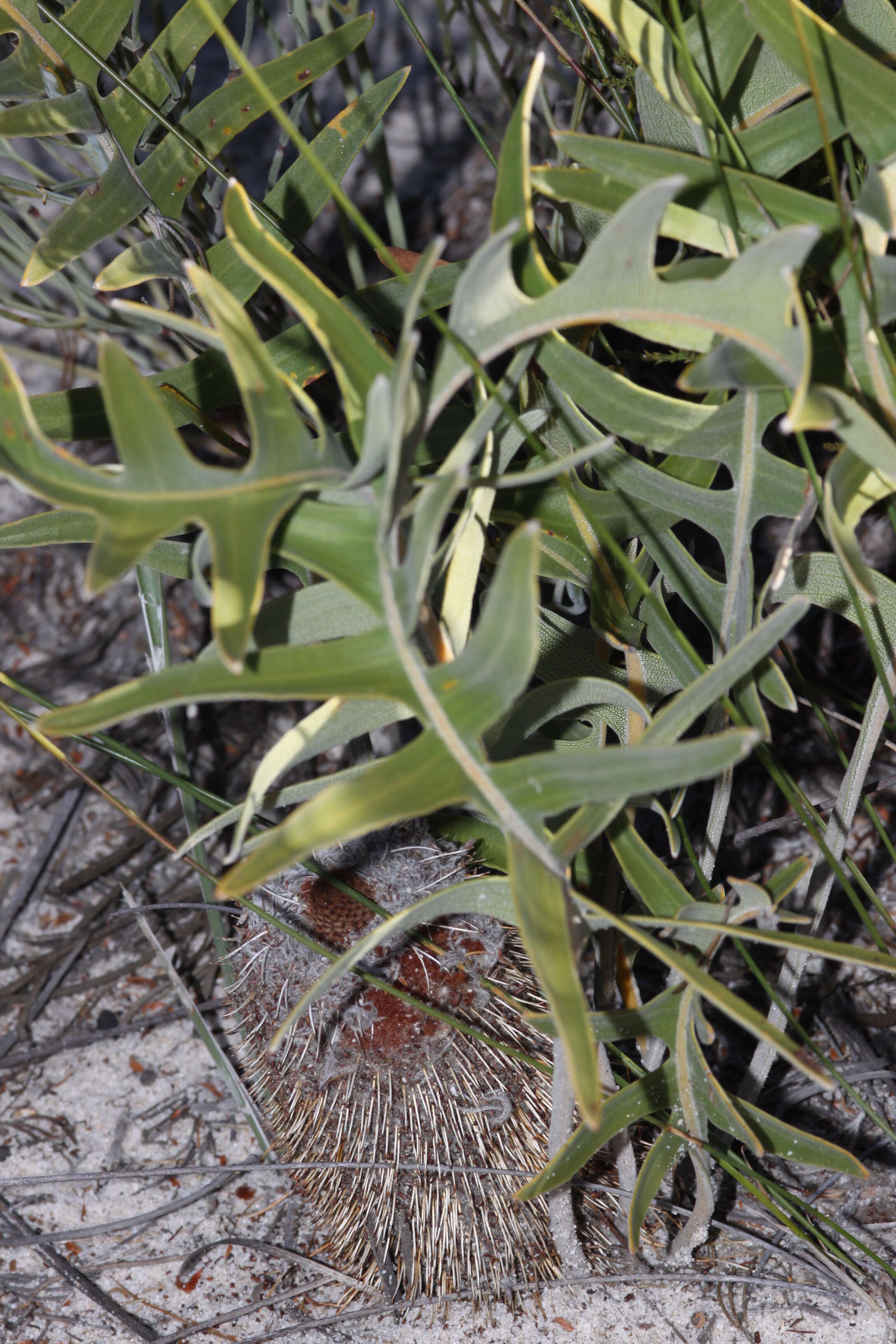 Image of Banksia chamaephyton A. S. George