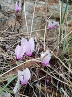 Слика од Cyclamen graecum Link