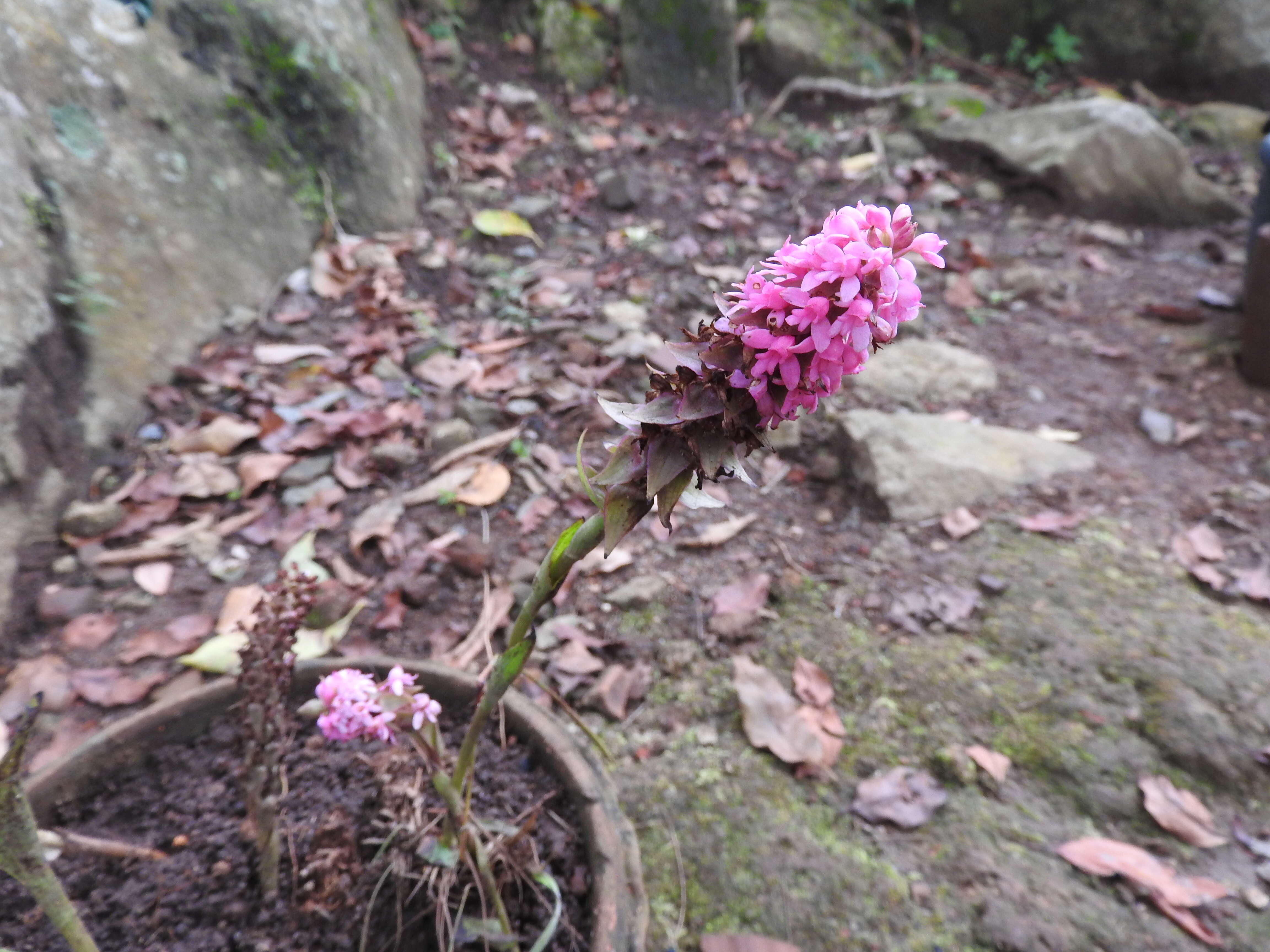 Image of Satyrium nepalense D. Don