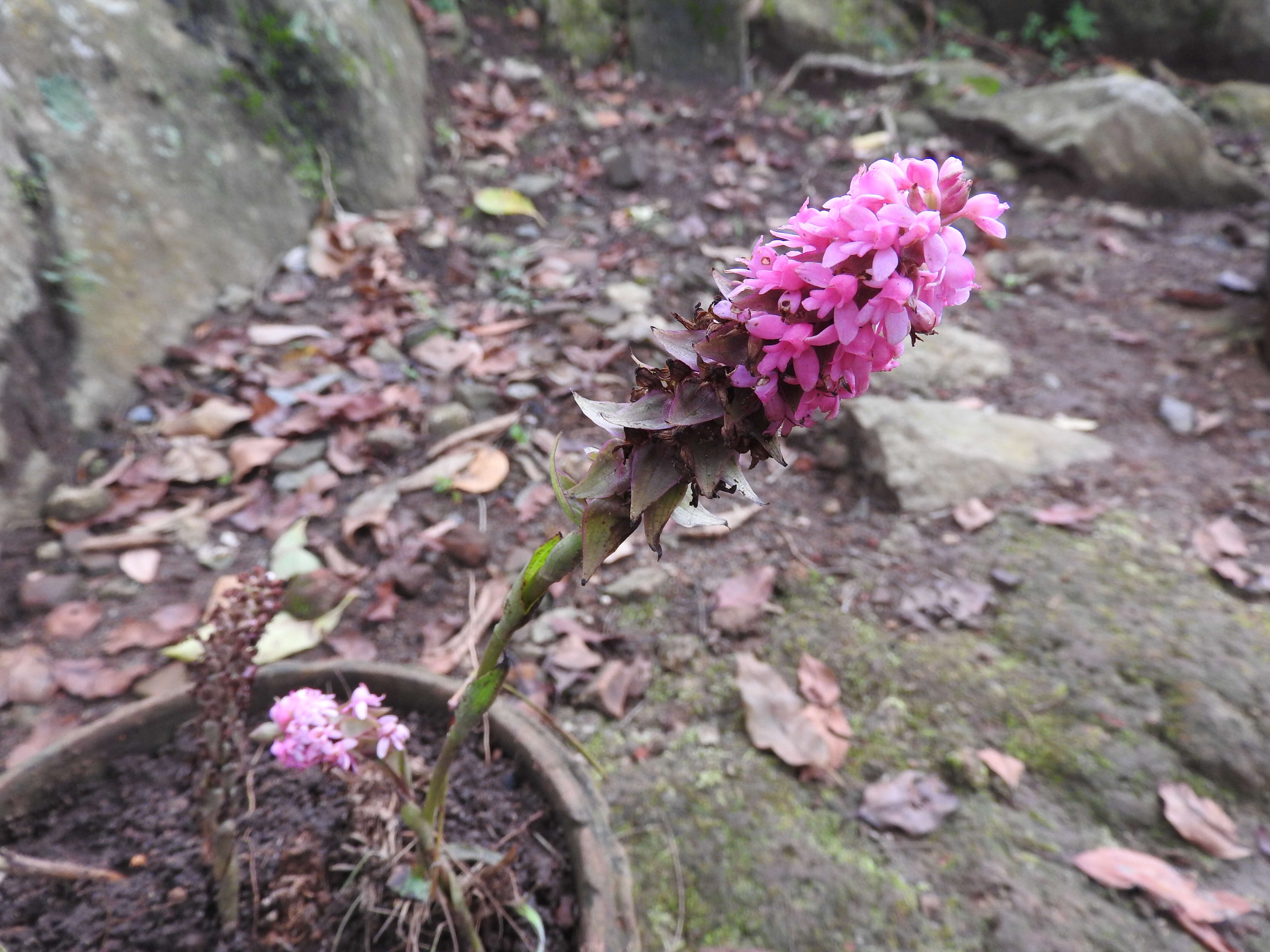 Image of Satyrium nepalense D. Don