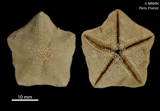 Image of Cryptasterina pentagona (Muller & Troschel 1840)