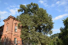 Image of English oak