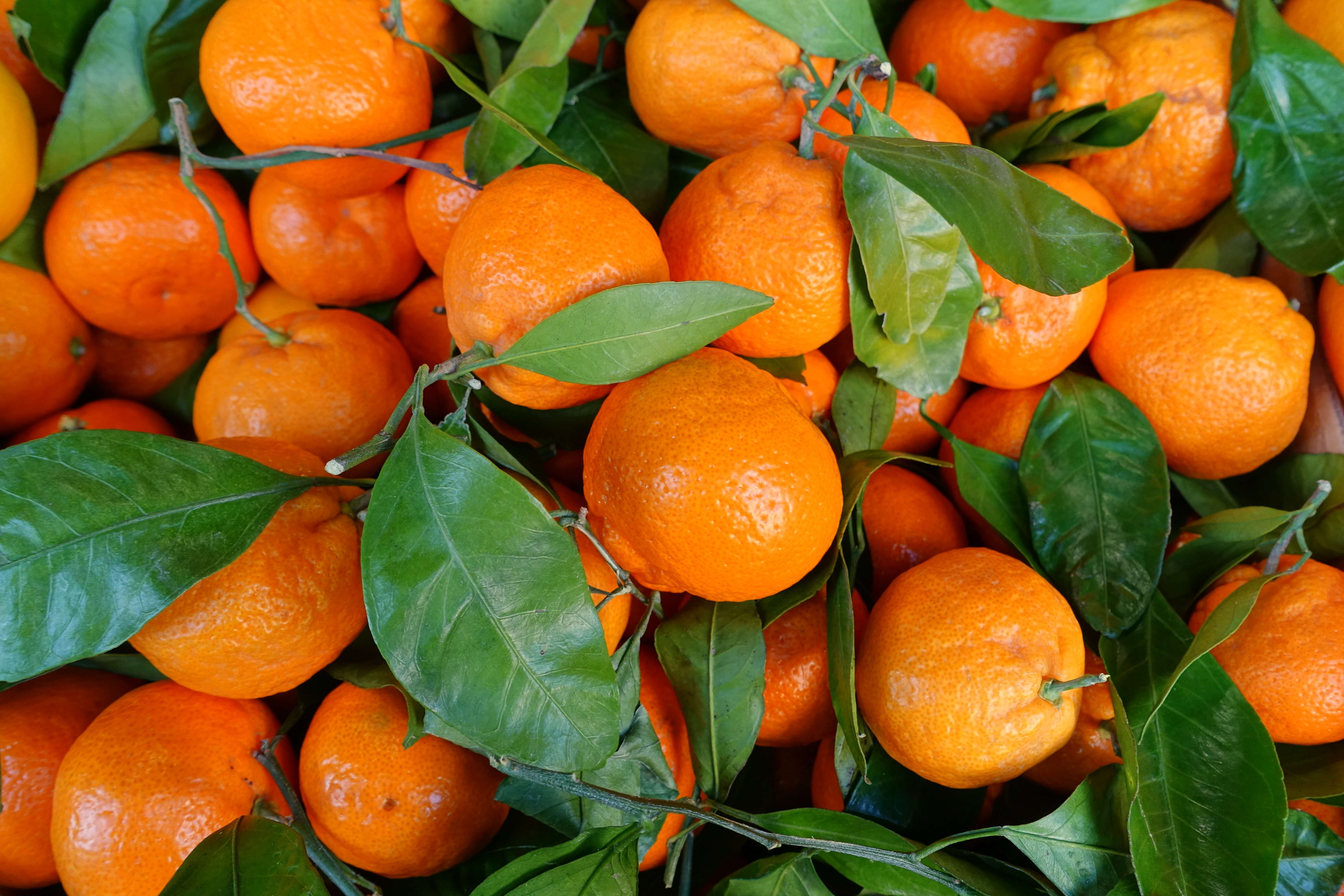 Image of Citrus unshiu