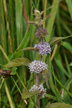 Image of Mentha canadensis L.