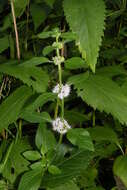 Image of Mentha canadensis L.