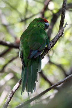 Image of Norfolk Parakeet