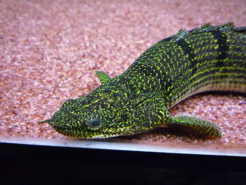 Image of Barred Bichir