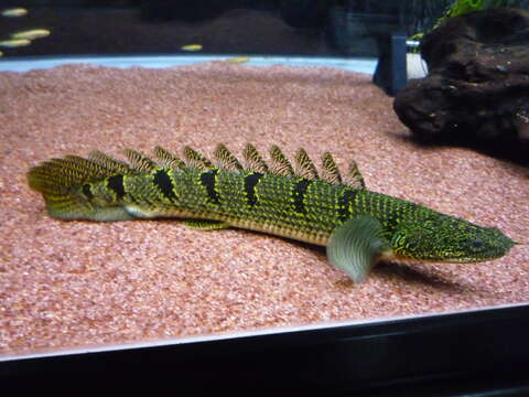 Image of Barred Bichir