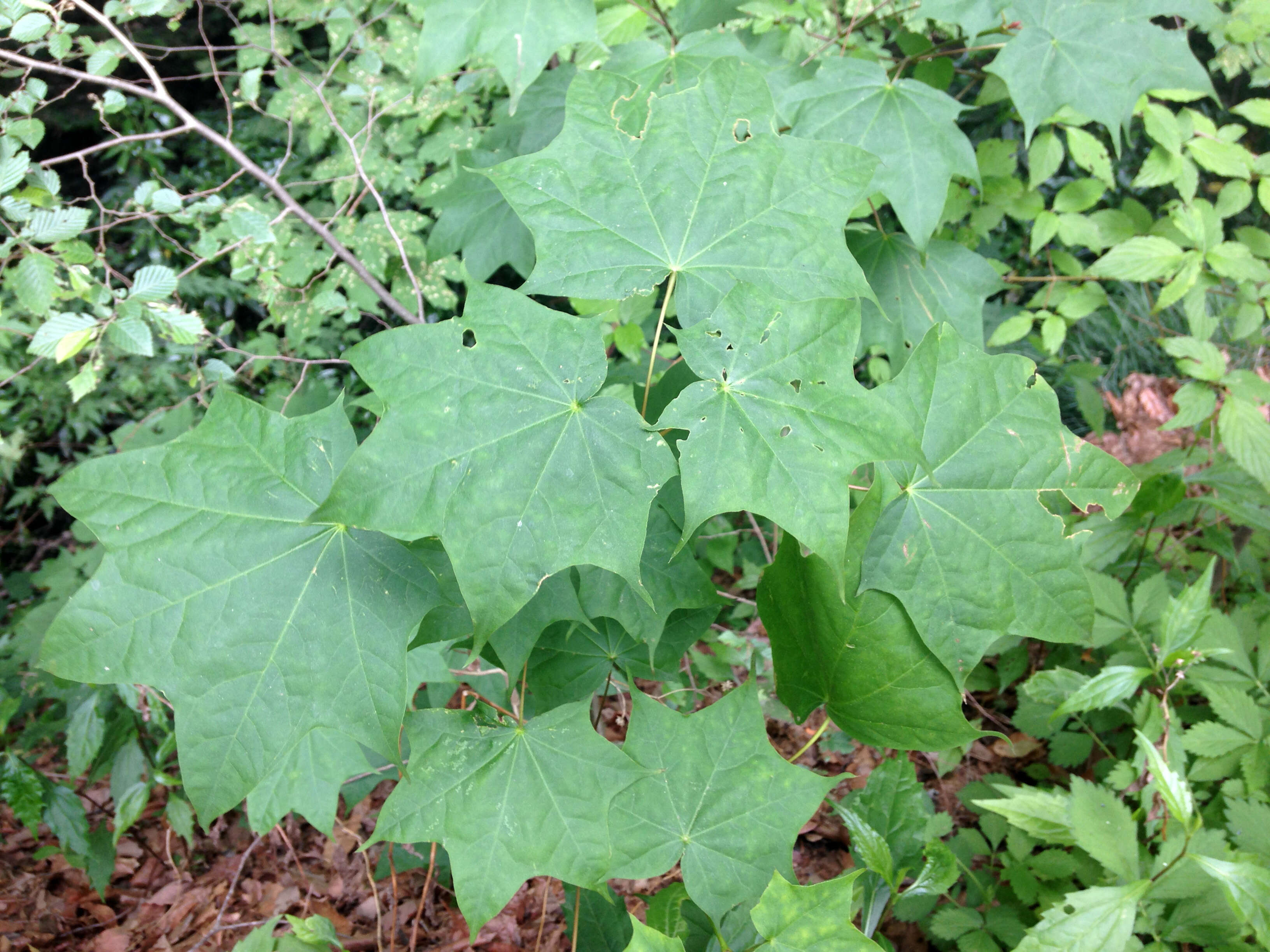 Image of Acer pictum subsp. mono (Maxim.) H. Ohashi