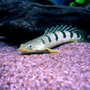 Image of Barred Bichir