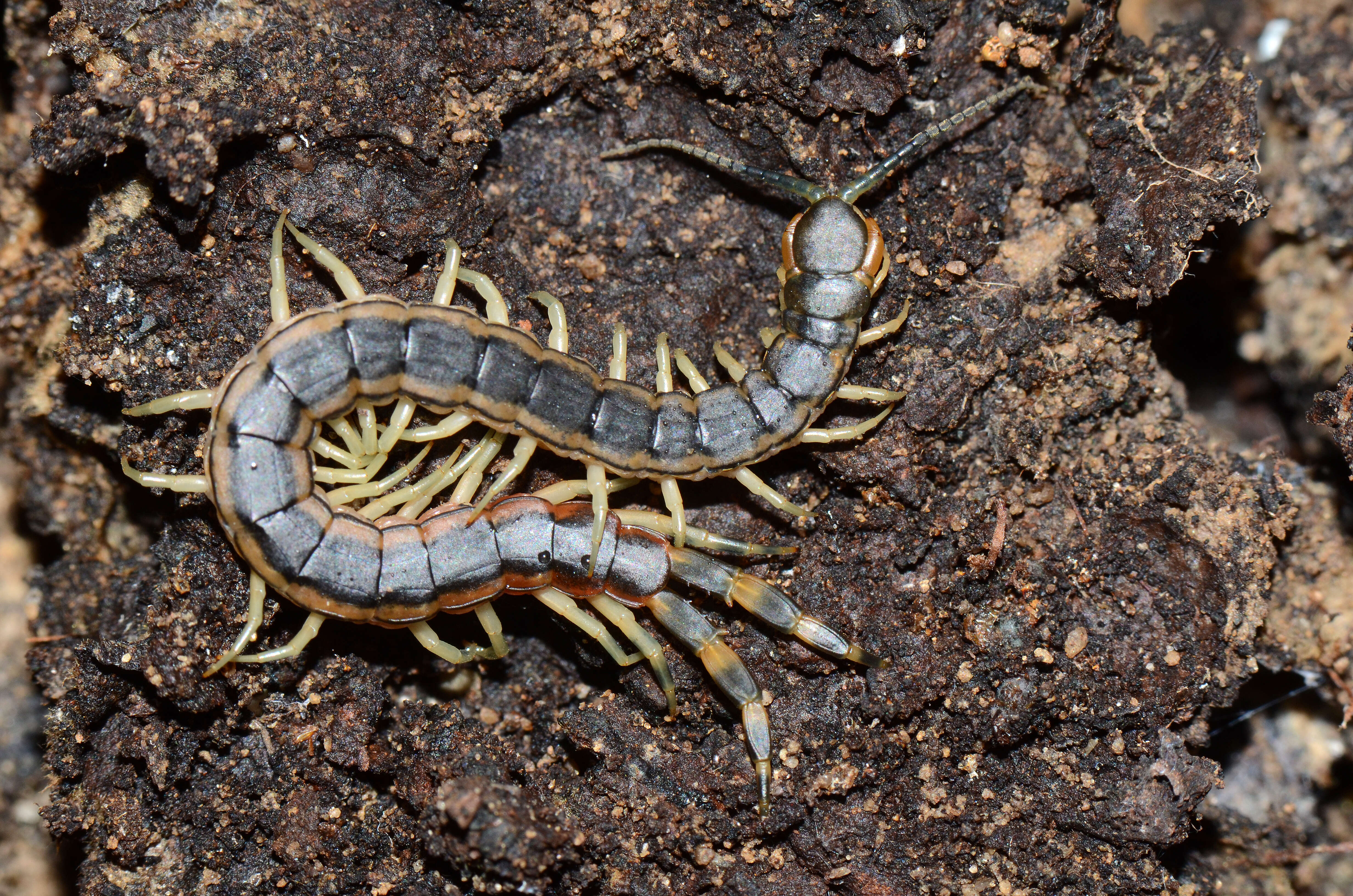 Scolopendra laeta Haase 1887 resmi