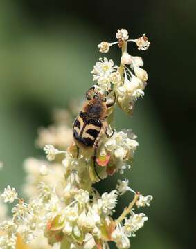 Image of Bee beetle