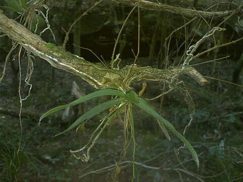 Image of Butterfly orchid