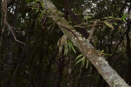 Image of Butterfly orchid