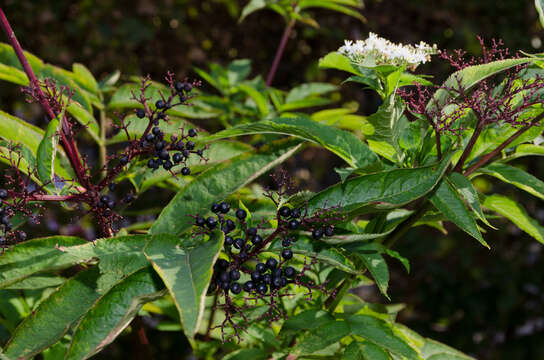 Image of danewort, dwarf elder