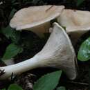 Clitocybe catinus (Fr.) Quél. 1872 resmi