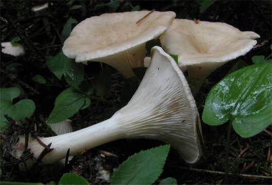 Plancia ëd Clitocybe catinus (Fr.) Quél. 1872