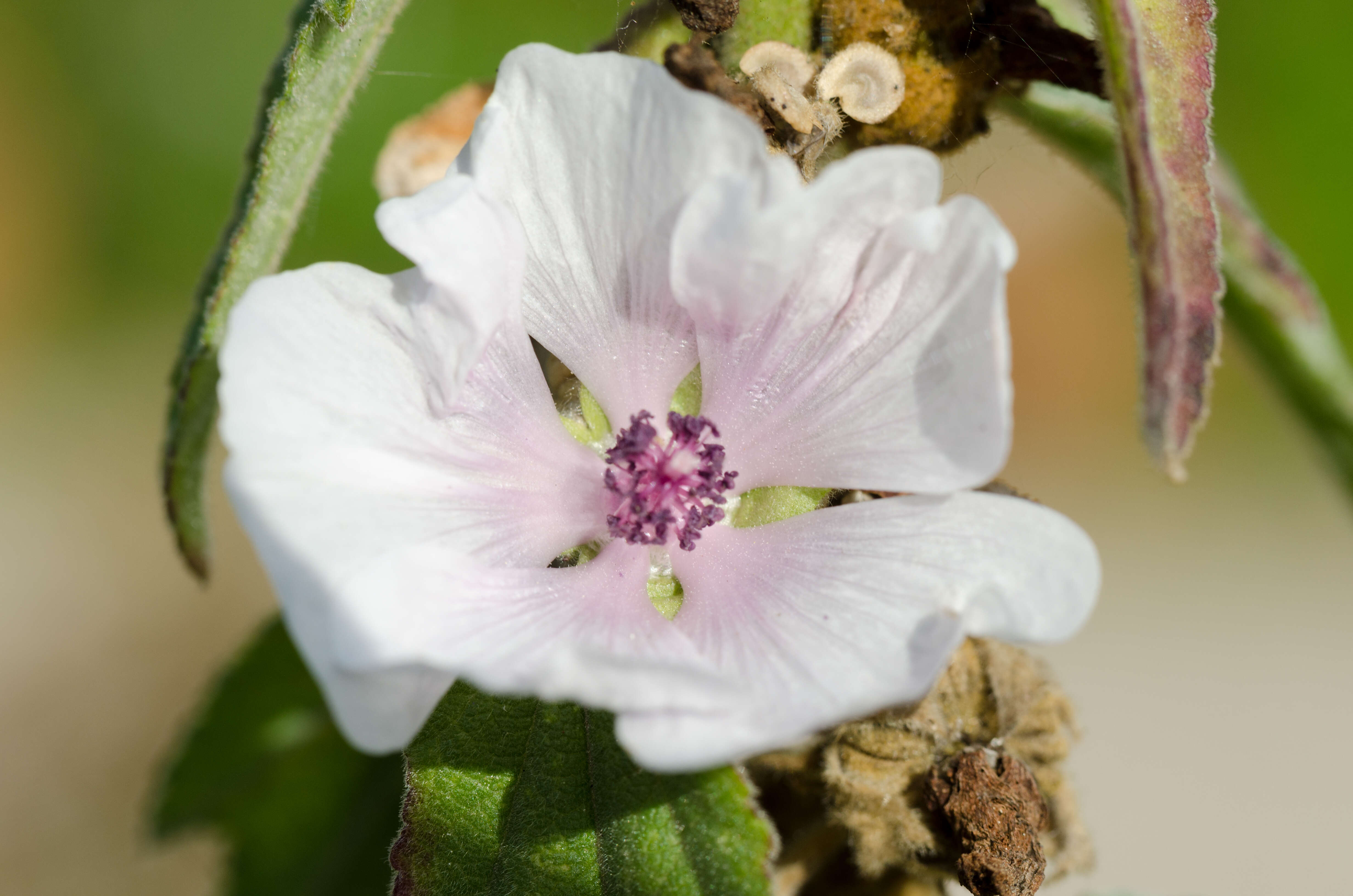 Image of Marshmallow