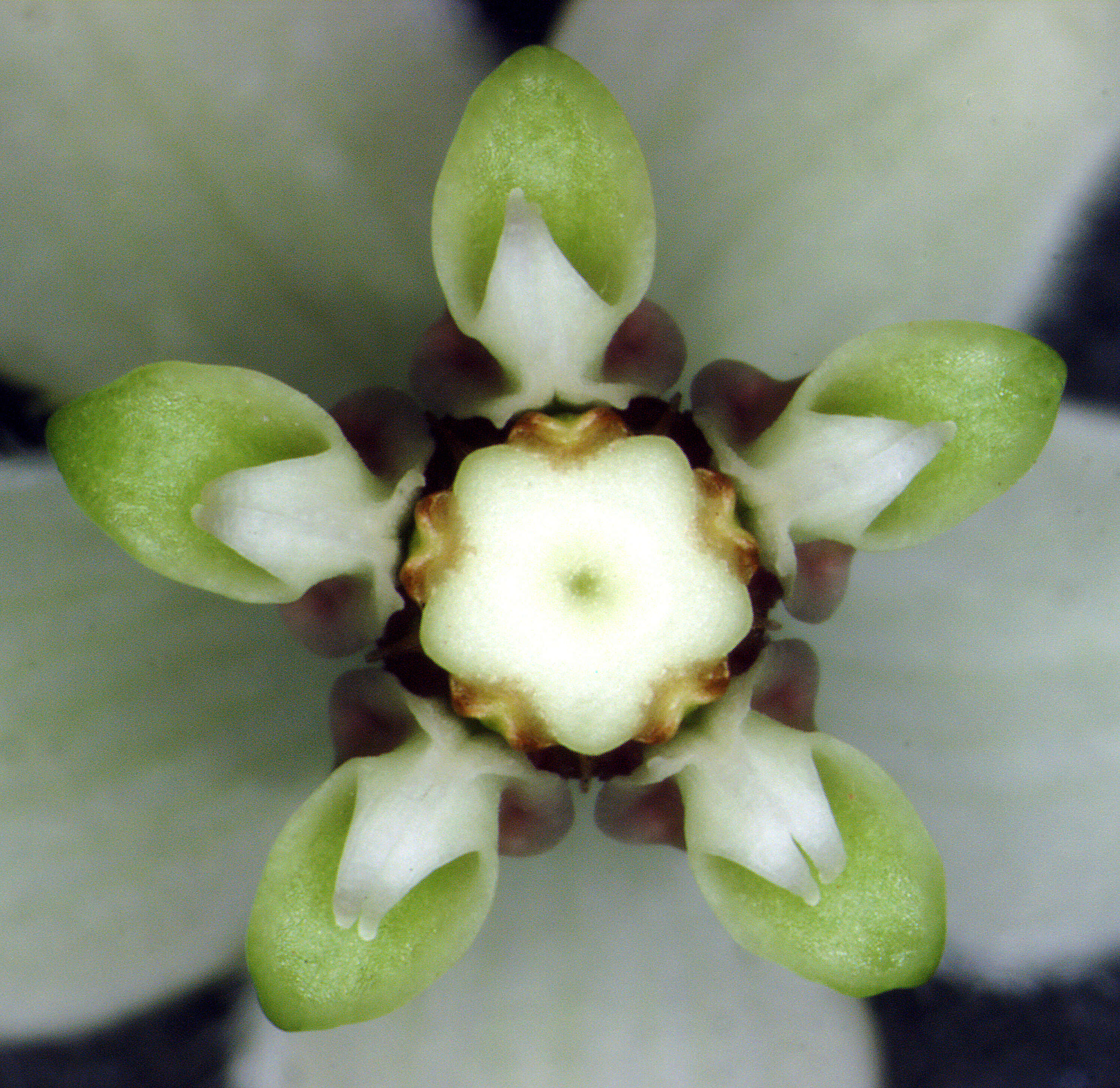 Image of Milkweed