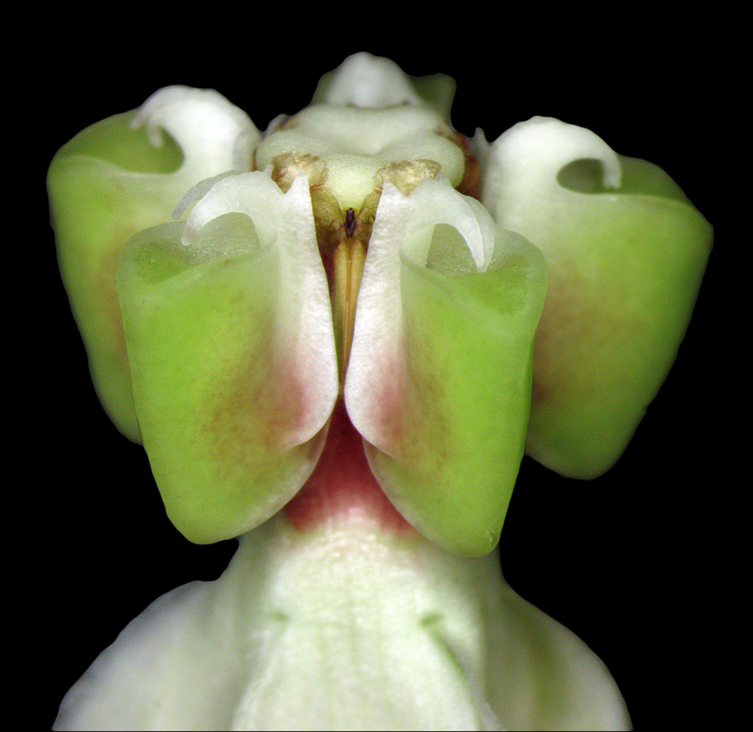 Image of Milkweed