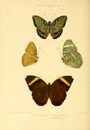 Image of Bebearia octogramma Smith & Kirby 1889