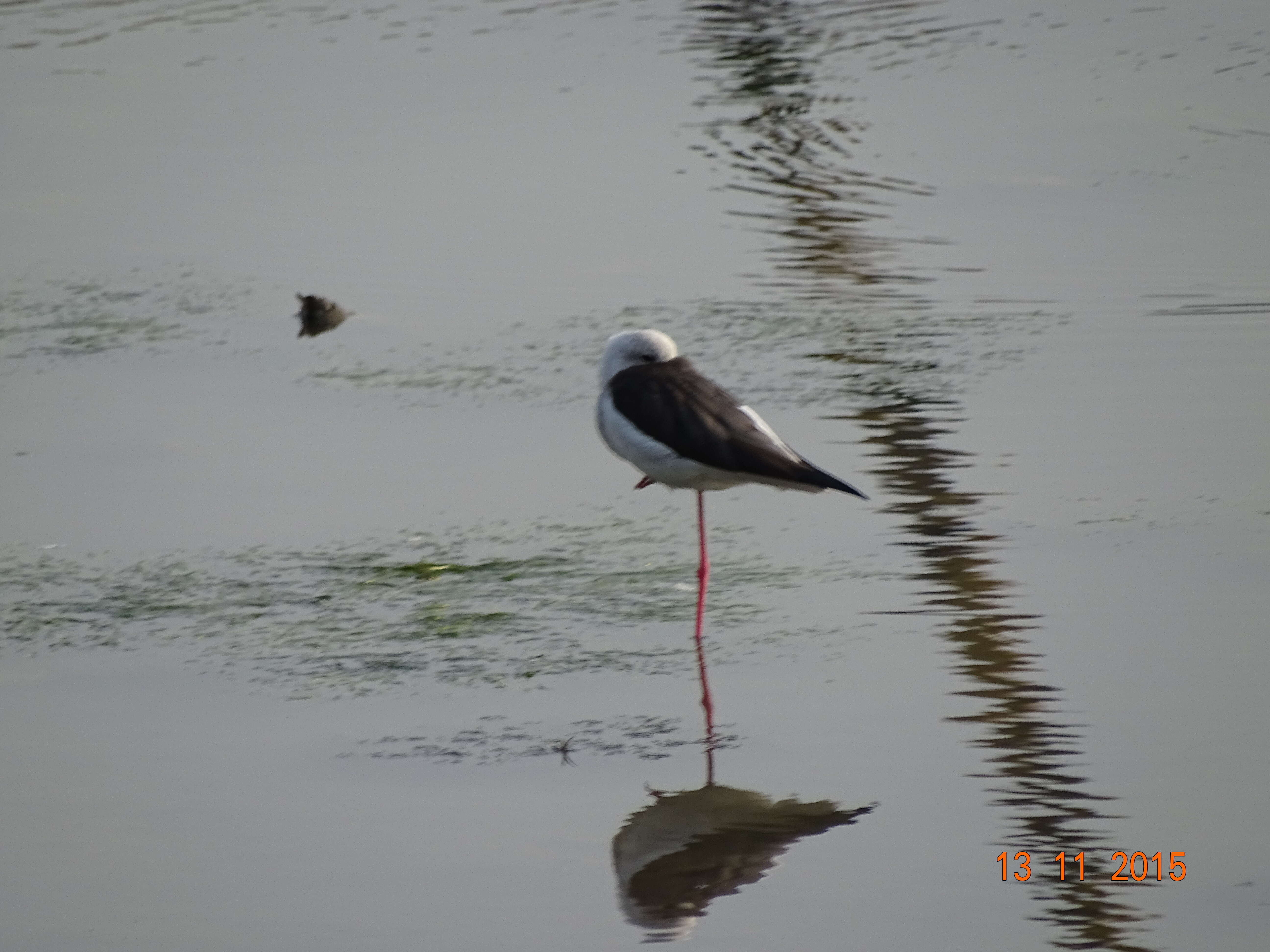 Image of Black-winged Stilt