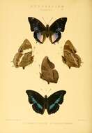 Imagem de Charaxes porthos Grose-Smith 1883