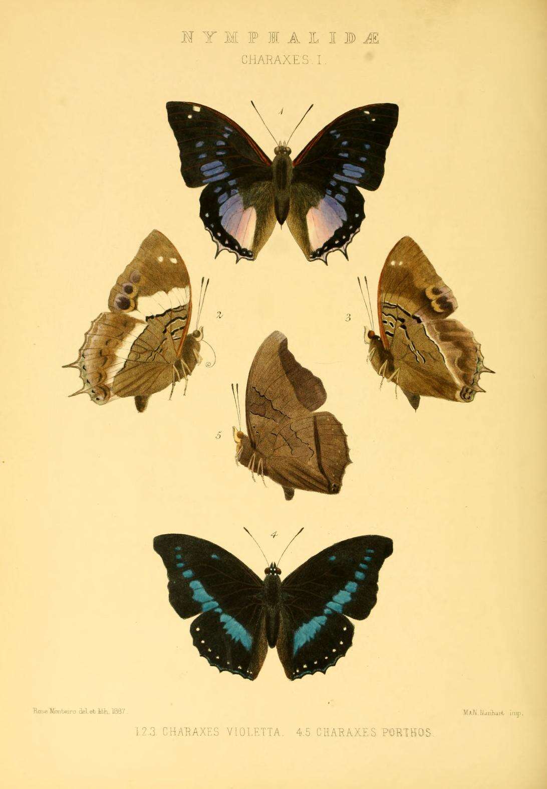 Слика од Charaxes porthos Grose-Smith 1883