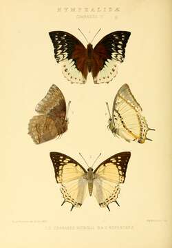 Imagem de Charaxes durnfordi Distant 1884