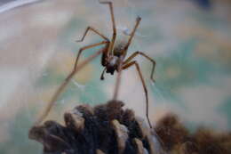 Image of Giant House Spider