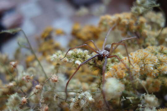 Image of Giant House Spider