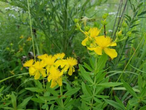 Image of Hypericum swinkianum