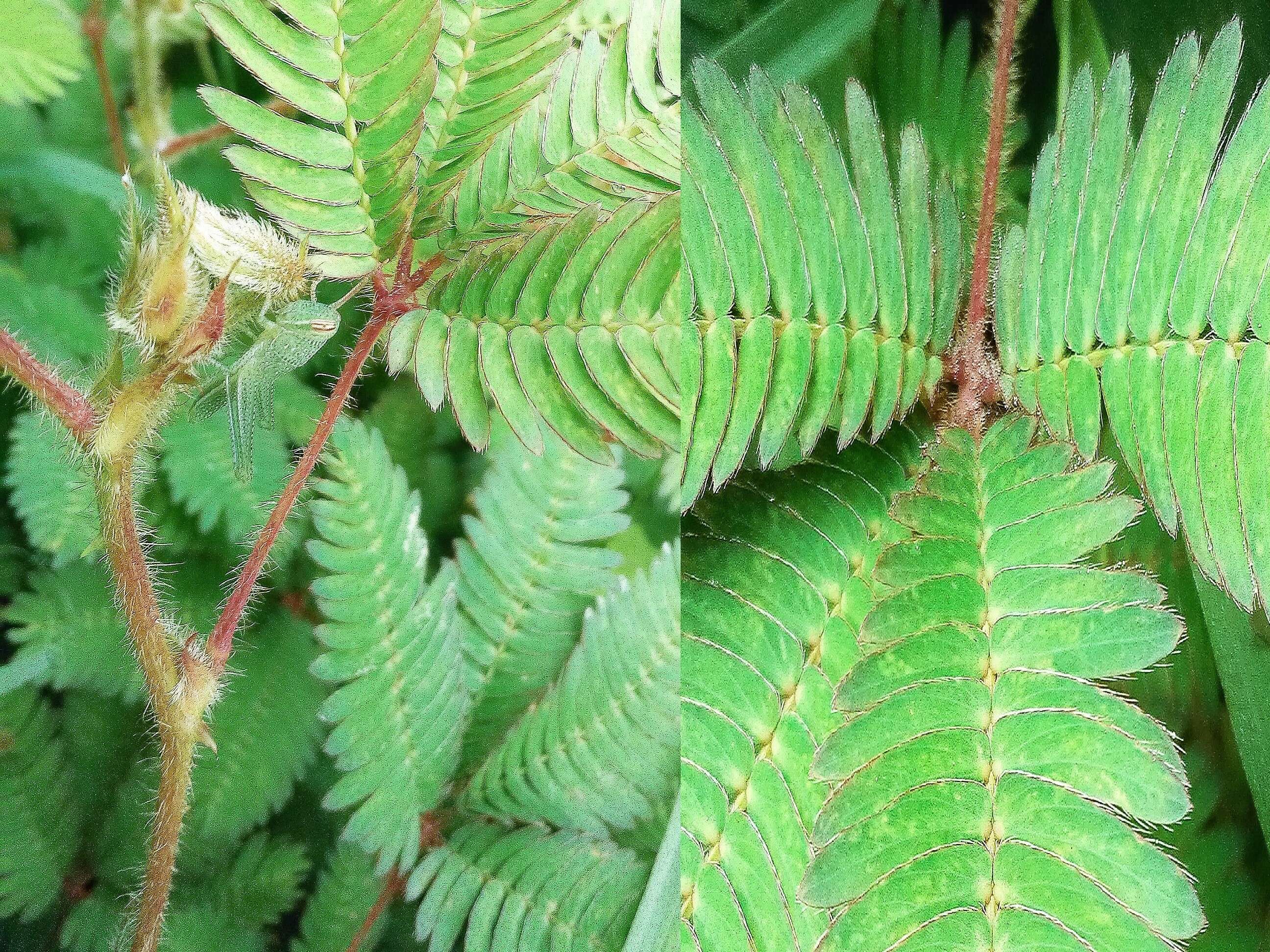 Image of Sensitive Plant