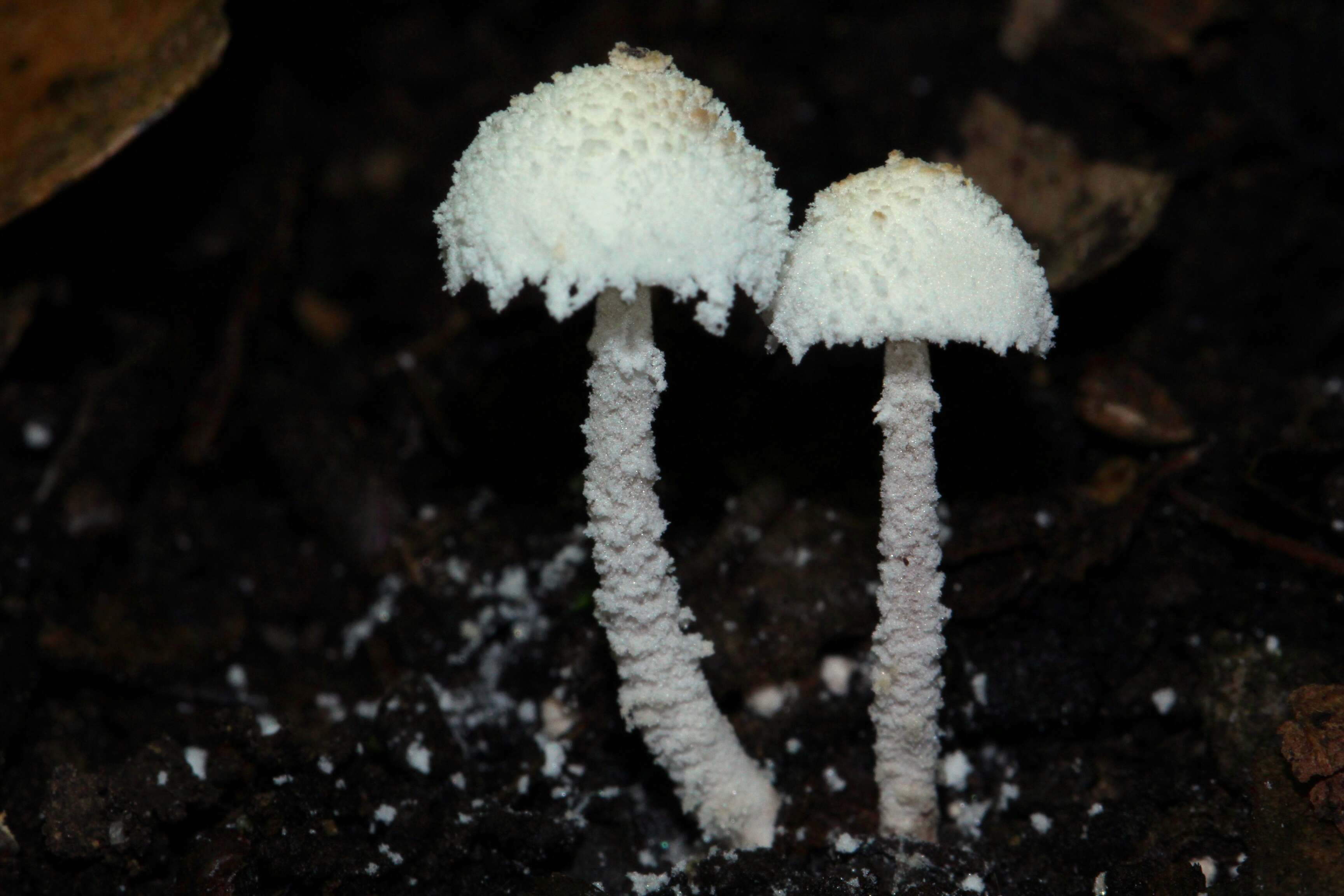 Image of Cystolepiota